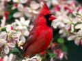 Красный кардинал — прототип Омской птицы