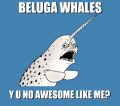 Narwhals are awesome