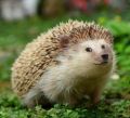 Hedgehoge